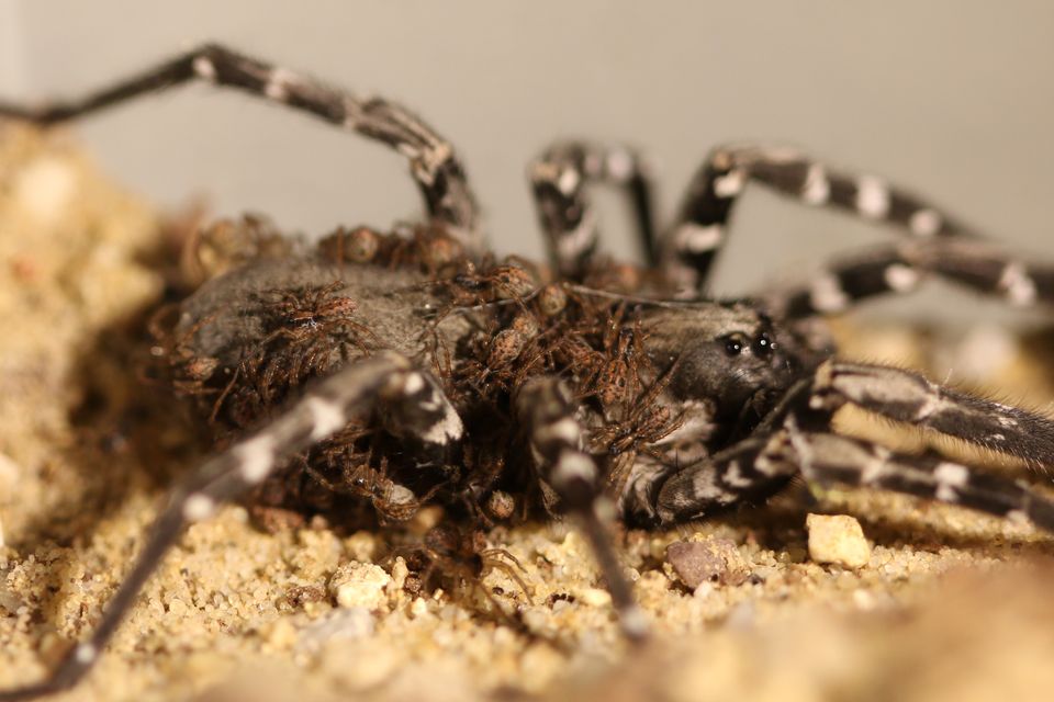 Desertas wolf spider and babies (Zoological Society of London)