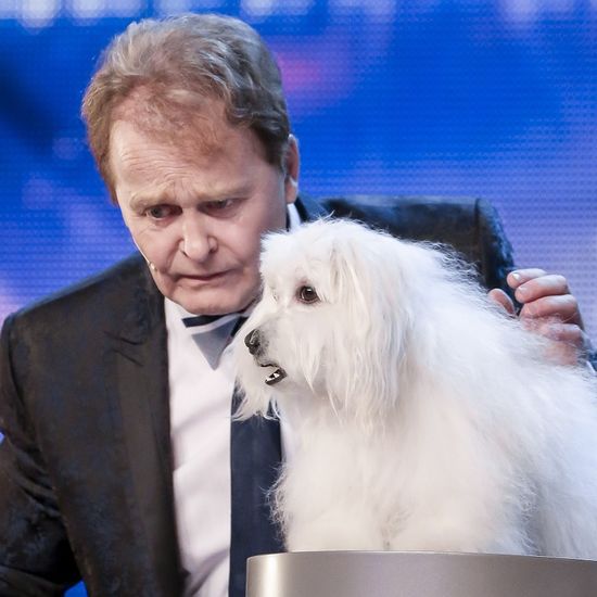 Bgt talking best sale dog fake