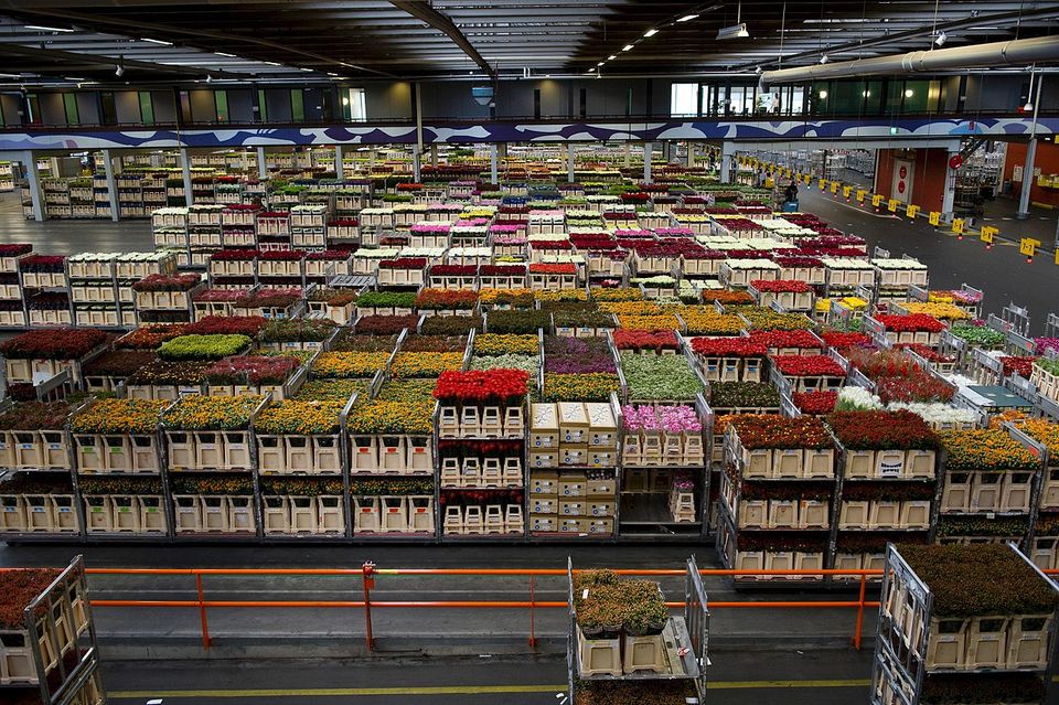 FloraHolland flower warehouse in The Netherlands (Naaldwijk Rijksoverheid/PA)