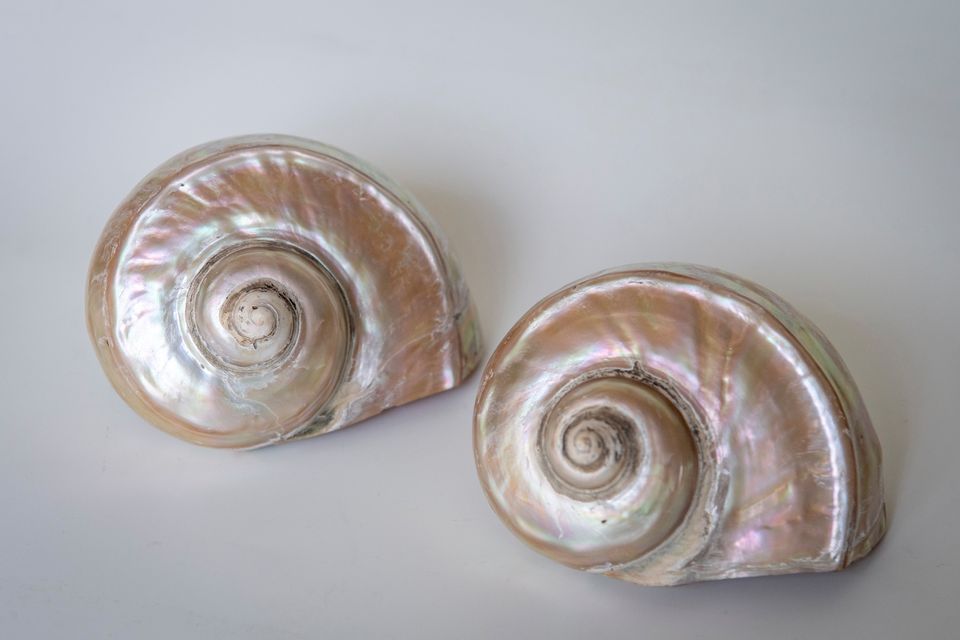 Antique Giant Turbo Marmoratus shell, Natalia Willmott, £200
