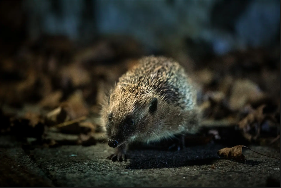 Wildlife charities have released a national hedgehog conservation strategy (PTES & BHPS/Christopher Morgan)