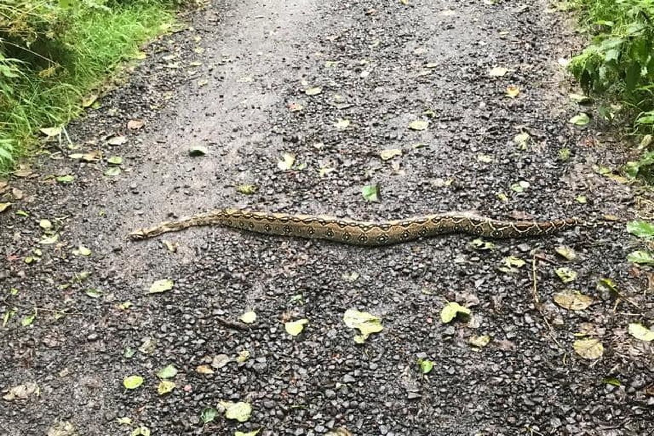 South American Boa found at Cave Hill in Belfast | BelfastTelegraph.co.uk