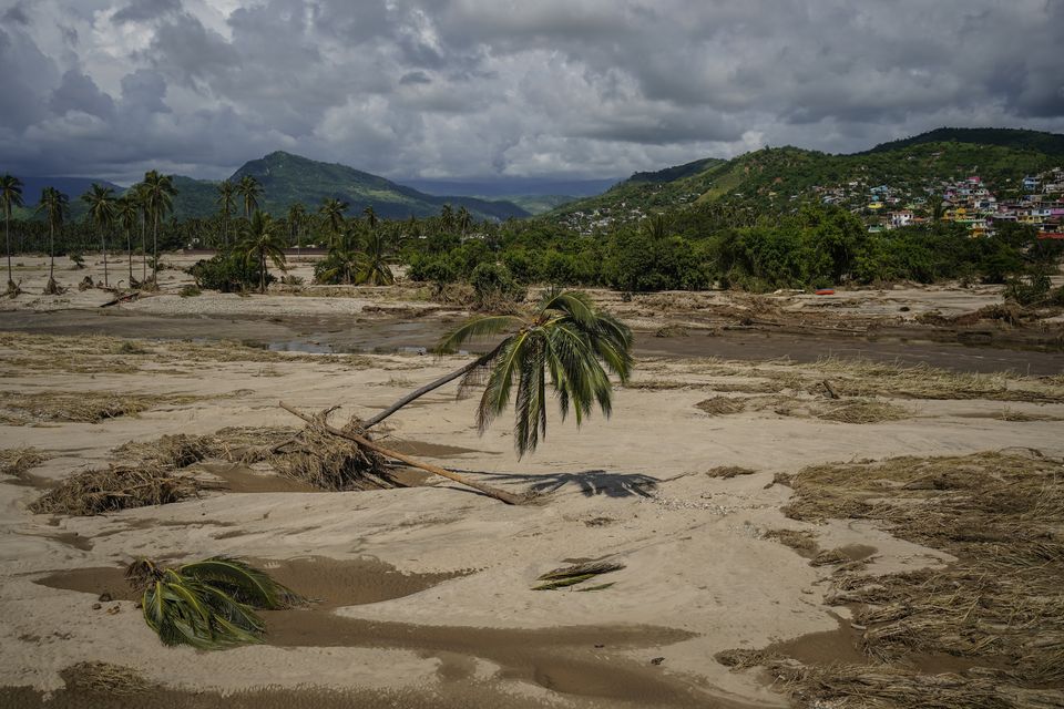 An uprooted palm tree withers near what used to be a road before Hurricane John passed through Coyuca de Benitez, Mexico (AP Photo/Felix Marquez)