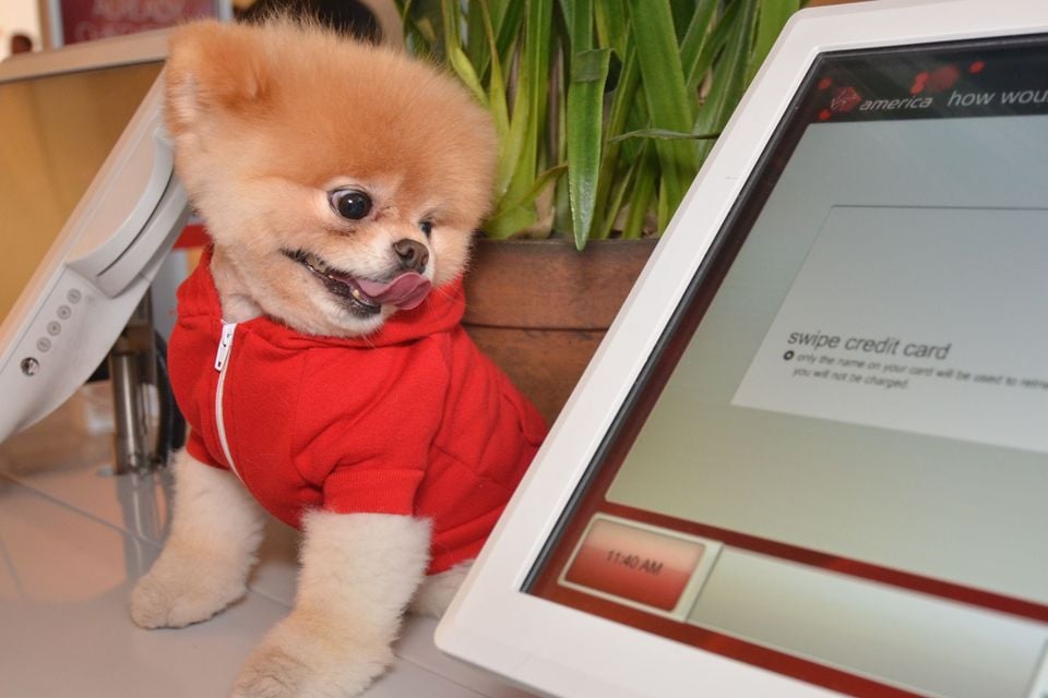 Pomeranian boo store