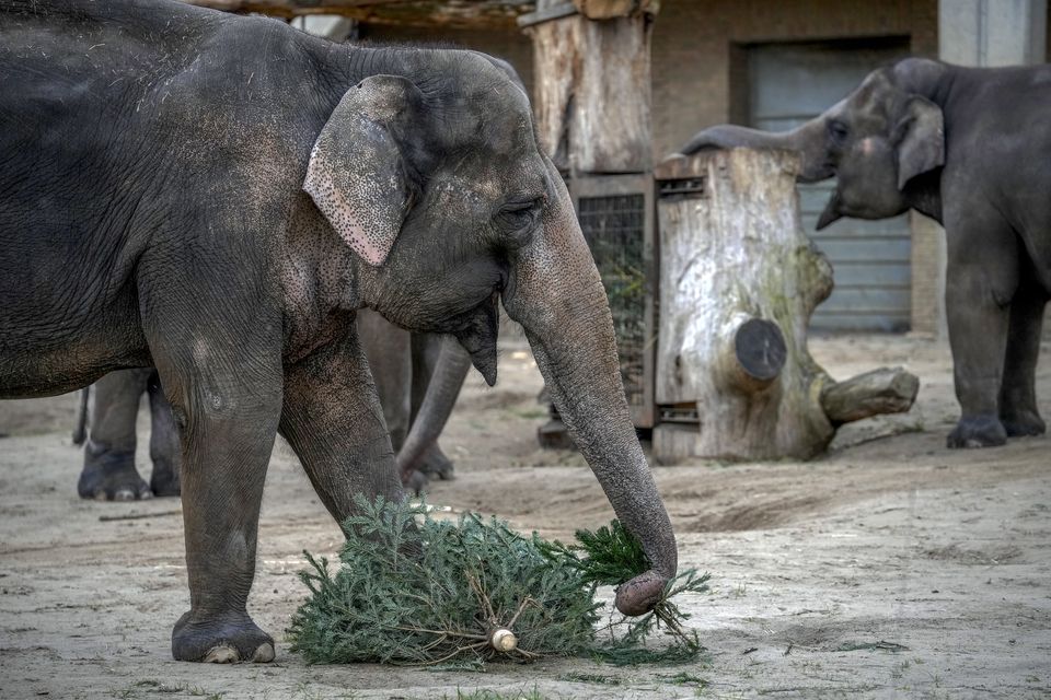 An elephant feasts on a Christmas tree at Berlin Zoo (Ebrahim Noroozi/AP)