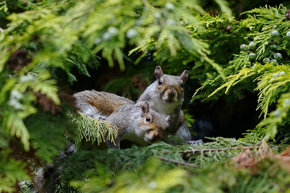 Grey squirrels were introduced to the UK from North America (Peter Byrne/PA)