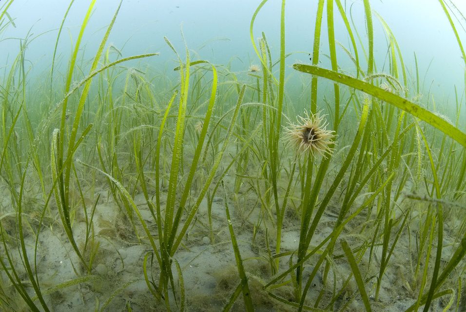 Marine habitats such as seagrass also capture carbon (Paul Naylor/PA)