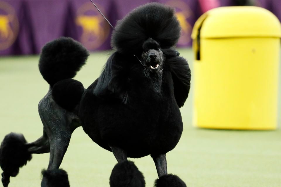 Poodle crufts store