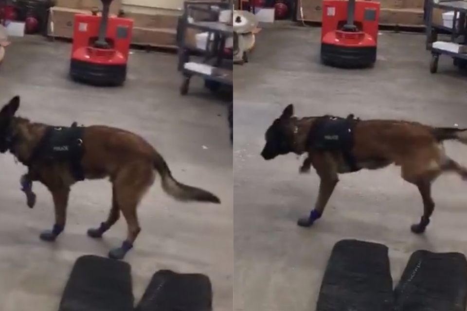 Confused police dog gets used to wearing new snow boots in adorable video BelfastTelegraph