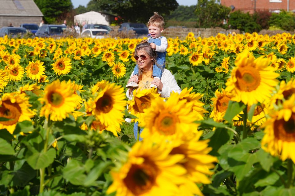 Ashley Speirs and 18-month-old Leo look at the sunflowers at Mundles Farm in East Boldon, south Tyneside (Owen Humphreys/PA)