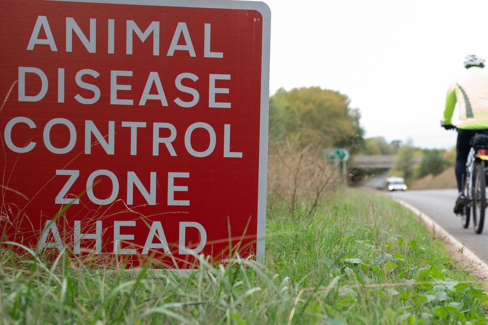 Bird Flu ‘prevention Zone’ Declared Across Britain As Cases Rise ...