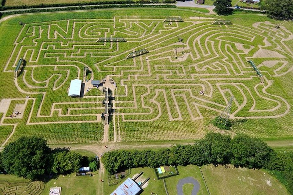 Angry Bird carved in maize field | BelfastTelegraph.co.uk