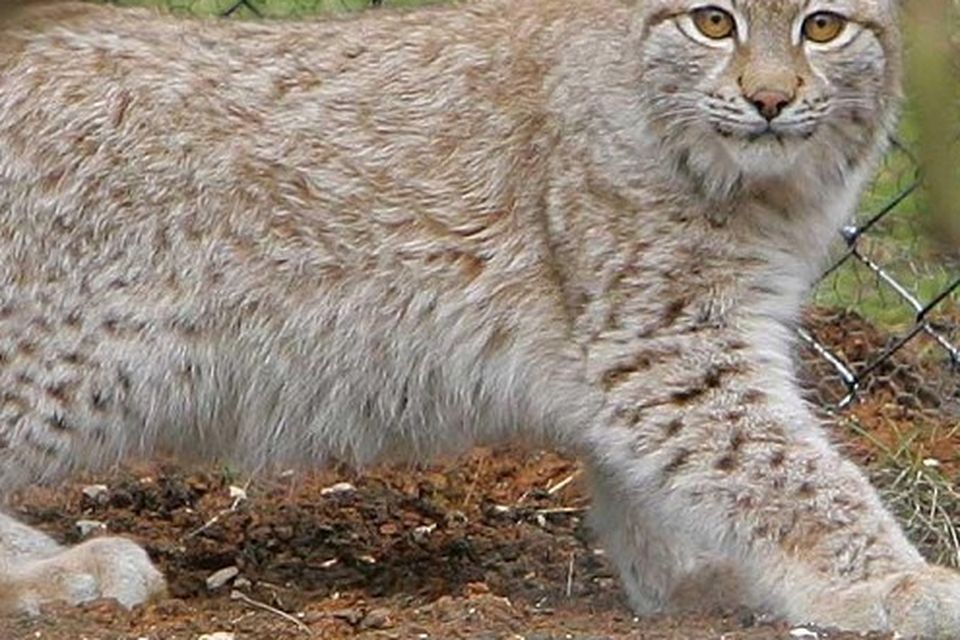 Lynx once roamed Devon countryside 