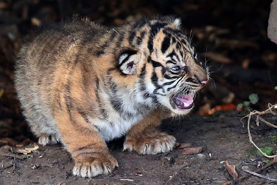 Really Cute Baby White Tiger Triplets 