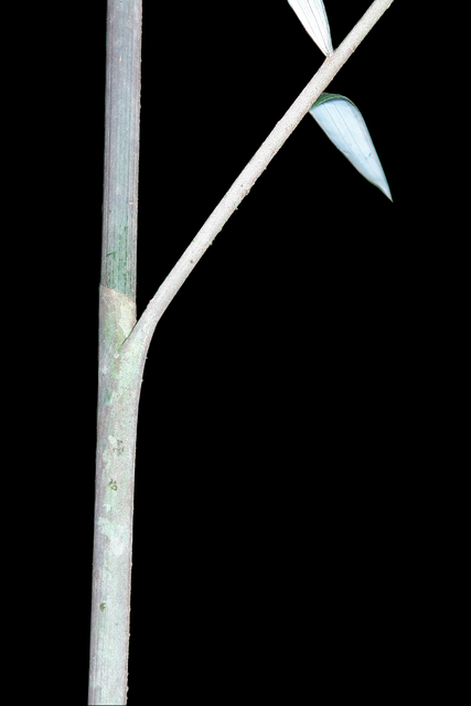 Plectocomiopsis hantu,a ghostly palm from the island of Borneo. (Benedikt Kuhnhauser)