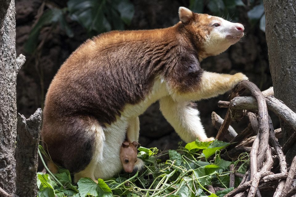 A Matschie’s tree kangaroo joey that made its first appearance from its mother’s pouch at New York’s Bronx Zoo (Wildlife Conservation Society/Terria Clay via AP)