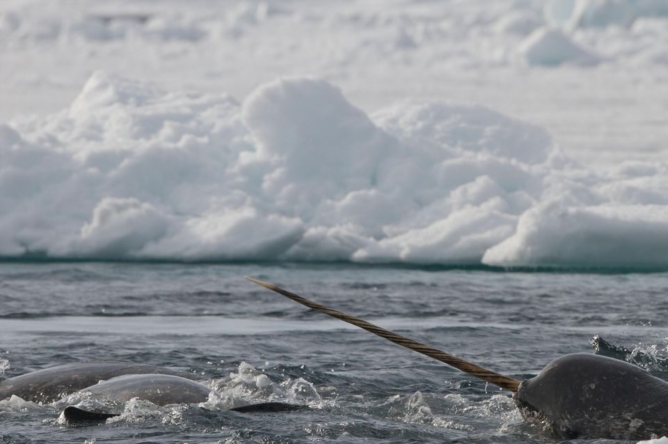 Narwhals are now protected from the trade in ivory from their tusks (Alamy/PA)