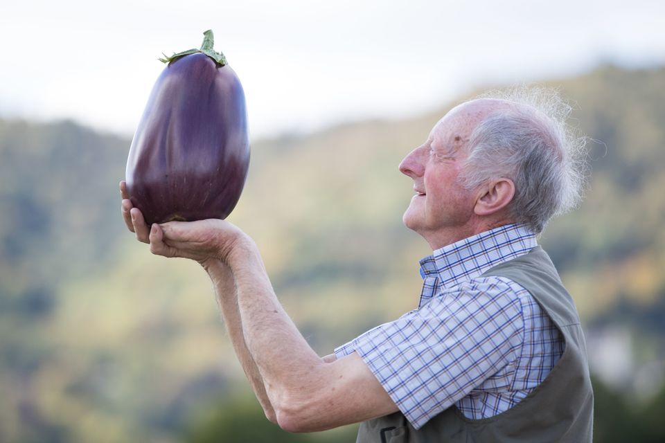 Millions of Peaches - Eggplant – WallaWallaWalls