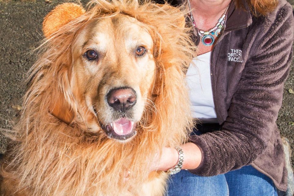 Golden retriever outlet fancy dress