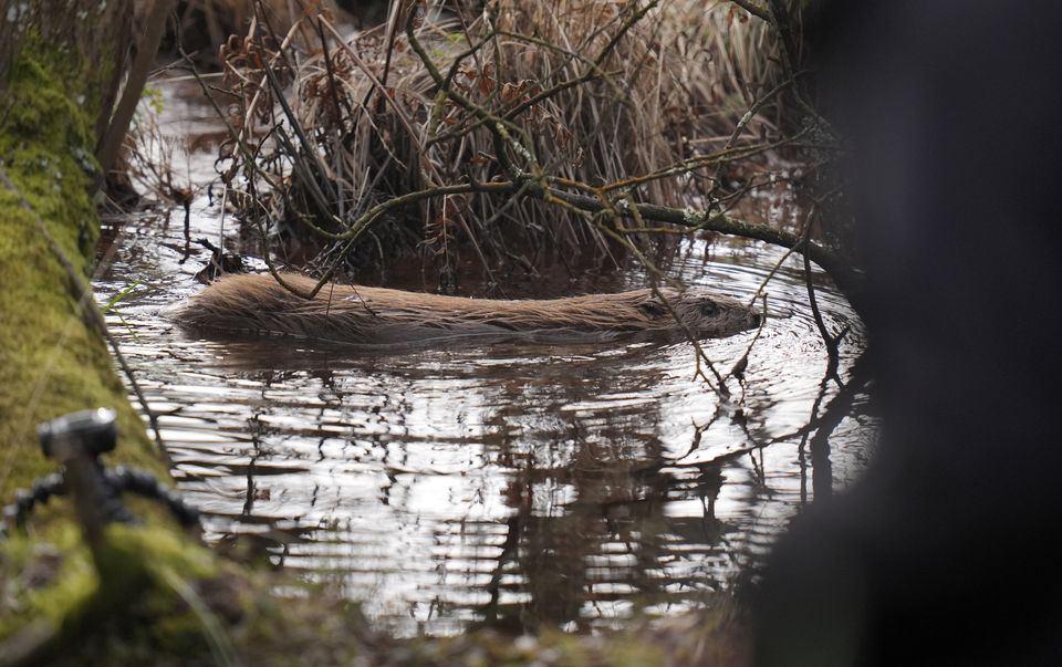 A beaver swims in the water after a licensed release (Andrew Matthews/PA)