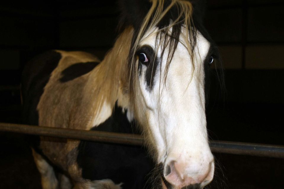 Sanctuary has 140 horses in need of a stable home 