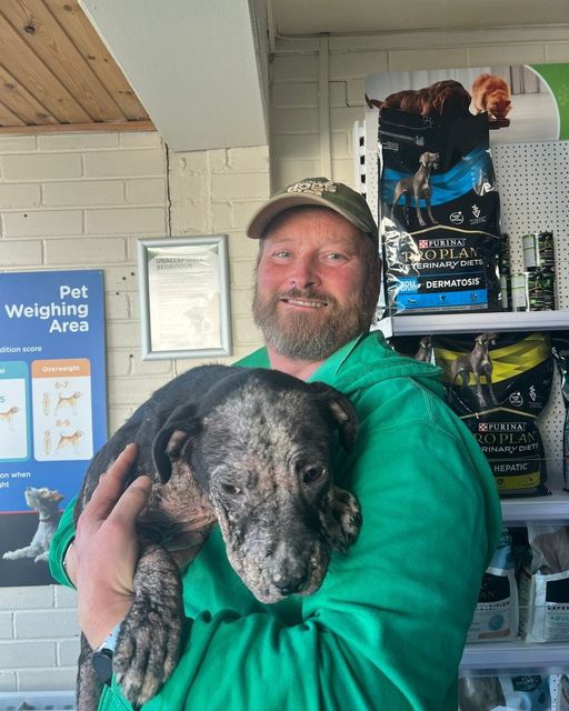 Chance the puppy Photo credit: The Barn Animal Rescue Newtownards