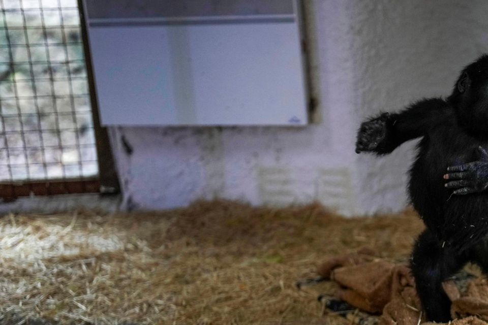 Five-month-old gorilla Zeytin walks in a specially created section of a zoo in Istanbul, Turkey (Khalil Hamra/AP)