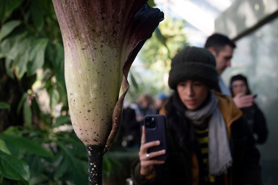 Visitors flocked to another flowering titan arum, in Brooklyn (AP)