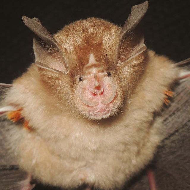 Rhinolophus webalai – while looking into the evolutionary relationships of a group of horseshoe bats, researchers realised that there was a new species hidden among them. Now called Webala’s horseshoe bat after Africa’s foremost bat biologist Dr Paul Waswa Webala, it can be found in Kenya (NHM/Patterson et al)