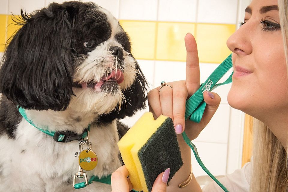 Clean bill of health for the Shih Tzu who swallowed a sponge