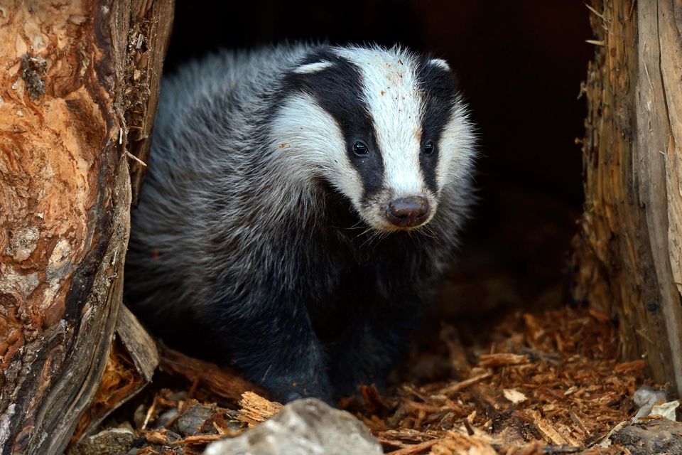 Revealed: NI's shocking secret badger baiting network exposed by