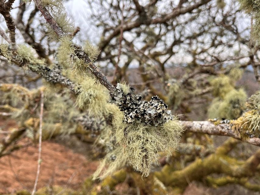 Britain’s rainforests are a key habitat for species of lichen (Emily Beament/PA)