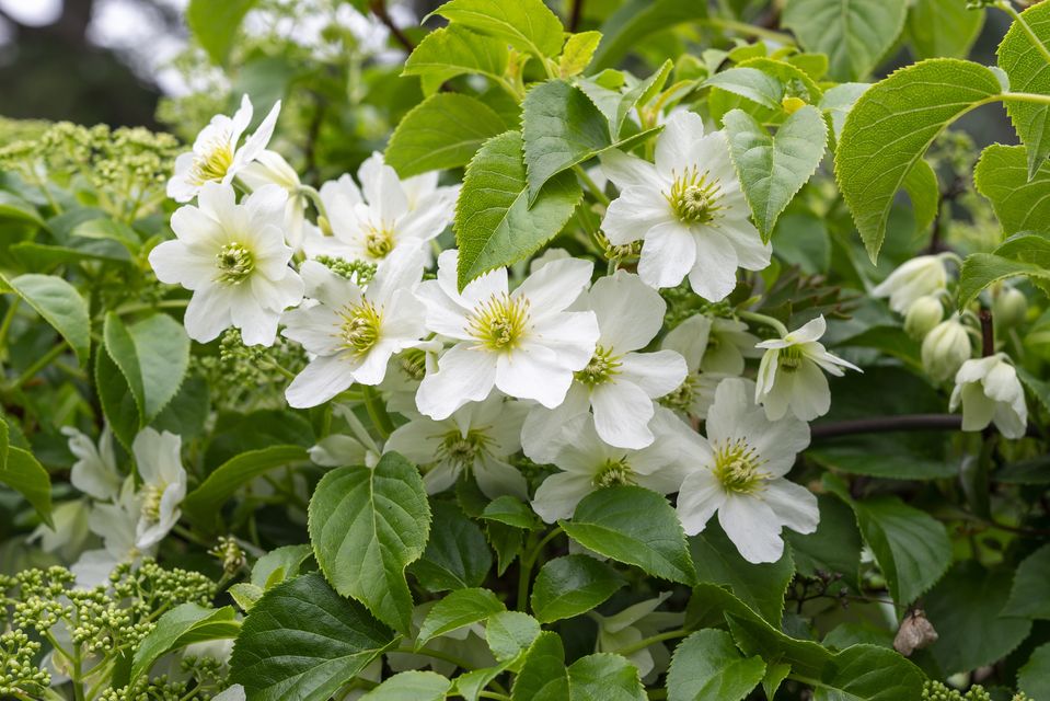 Clematis ‘Winter Beauty’