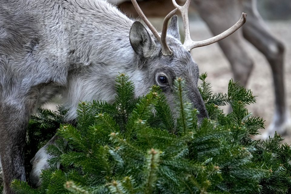 A European Forest Reindeer grazes on a Christmas tree at Berlin Zoo (Ebrahim Noroozi/AP)