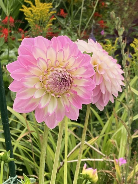 Dahlia ‘Arbatax’