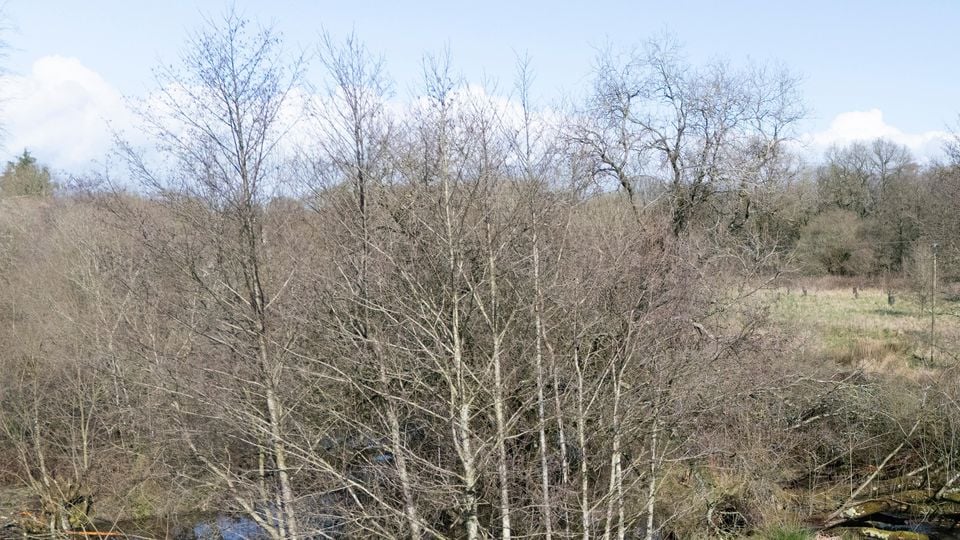 The beavers on the River Otter have created wildlife-rich wetlands (Ben Birchall/PA)