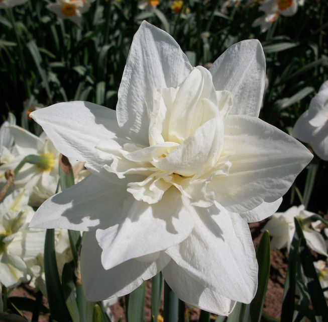 Mrs William Copeland daffodil (bulbs.co.uk/PA)