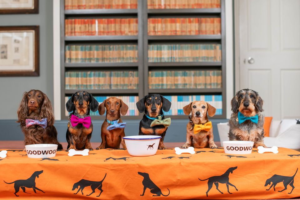 Figgy, Whompy, Lieutenant Maveryck, Lord Dachsington, Beetle and Dotty, all dachshunds, gathered at Goodwood to celebrate National Dachshund Day (Jas Lehal Media Assignments/PA)