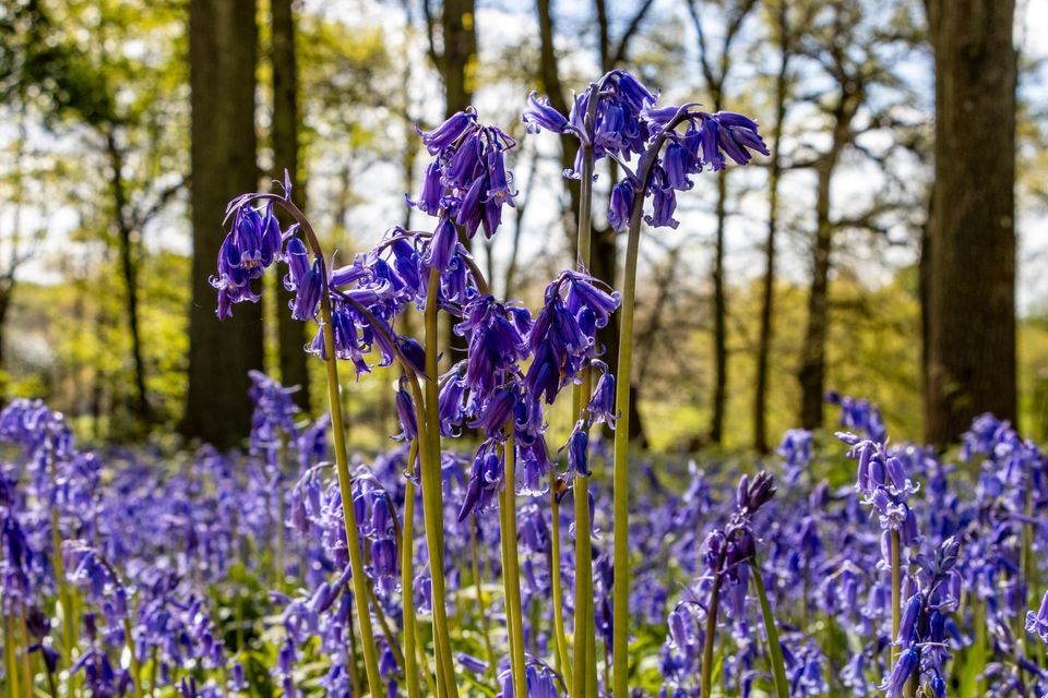 Bluebells flowered later due to the cool wet spring, the trust said (Hugh Mothersole/National Trust/PA)