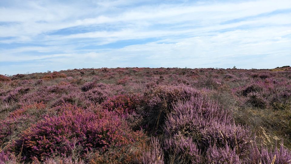 Dunwich Heath where National Trust rangers have observed recovery of the heather (National Trust/PA)