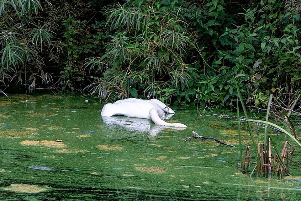 A dead swan in Lough Neagh (Photo: Aodh&aacute;n Roberts/Belfast Telegraph)