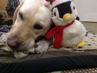 Daisy cuddles her toy penguin (RSPCA/PA)