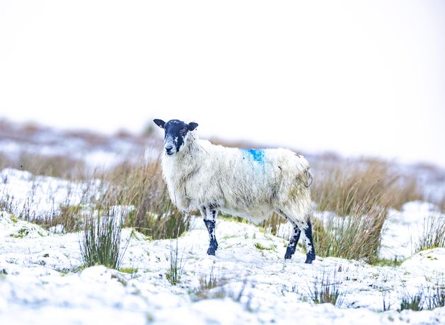 NI may see temperatures plummet for New Year after mild Christmas week