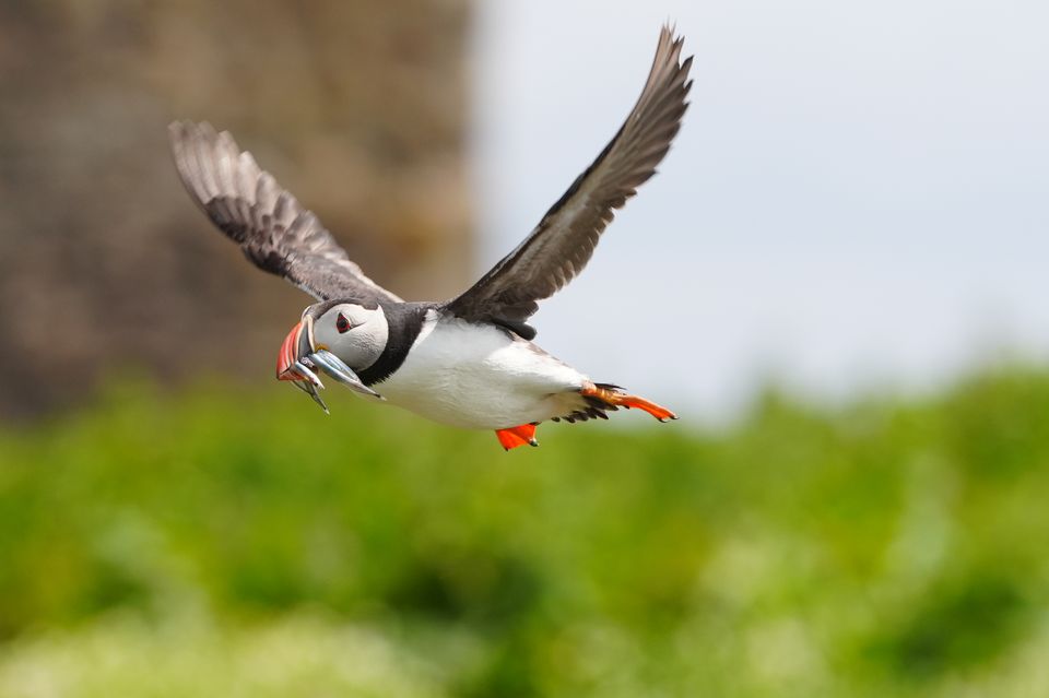 Wildlife such as puffins are affected by fisheries and climate change (Owen Humphreys/PA)