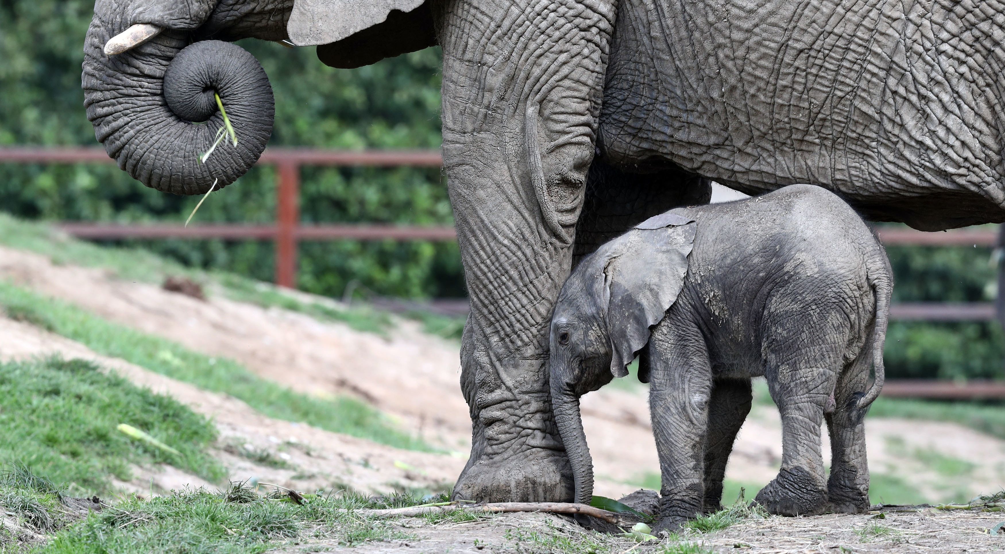 Rare Elephants Born In Upstate New York Zoo