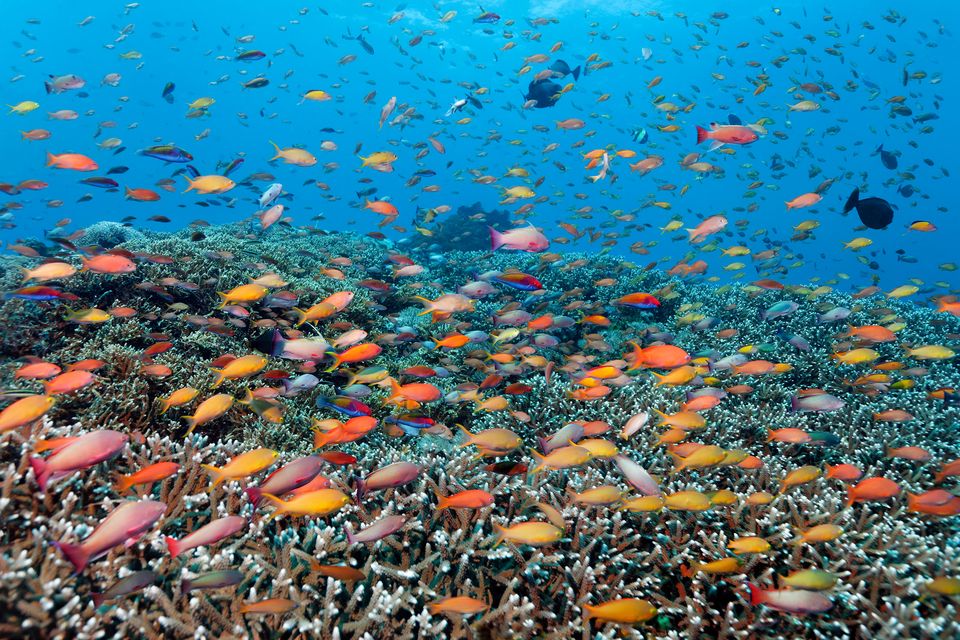 The Great Barrier Reef is home to hundreds of fish species (Alamy/PA)