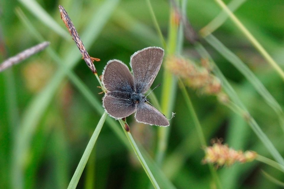 Rare: the Small Blue butterfly