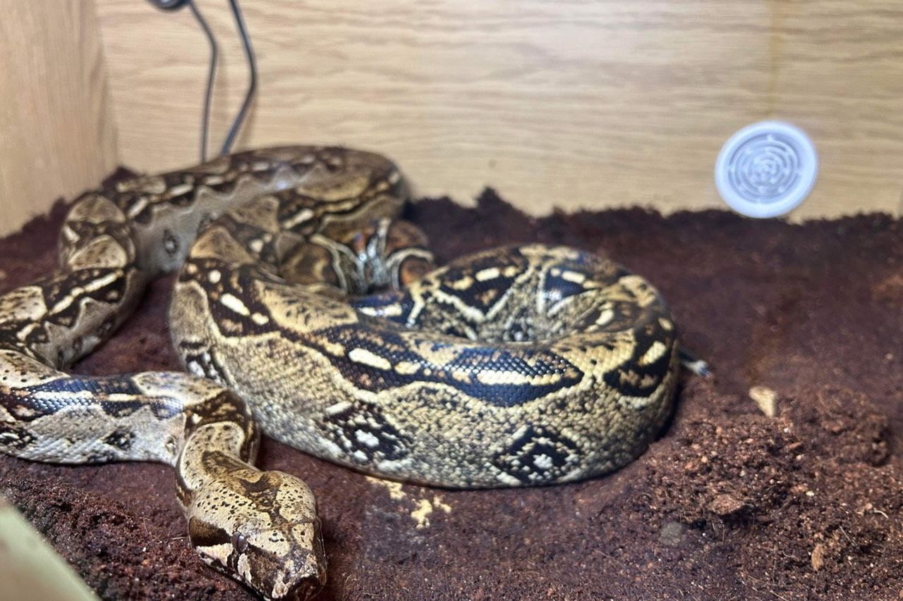 South American Boa found at Cave Hill in Belfast | BelfastTelegraph.co.uk