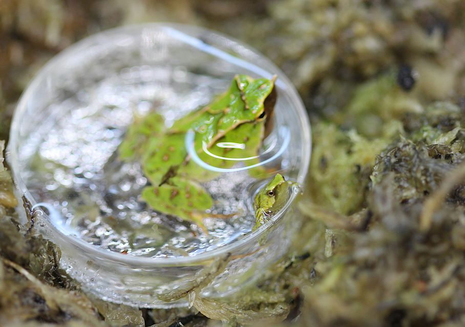 Darwin’s frog and a newborn frog metamorph at London Zoo (Benjamin Tapley/ZSL)