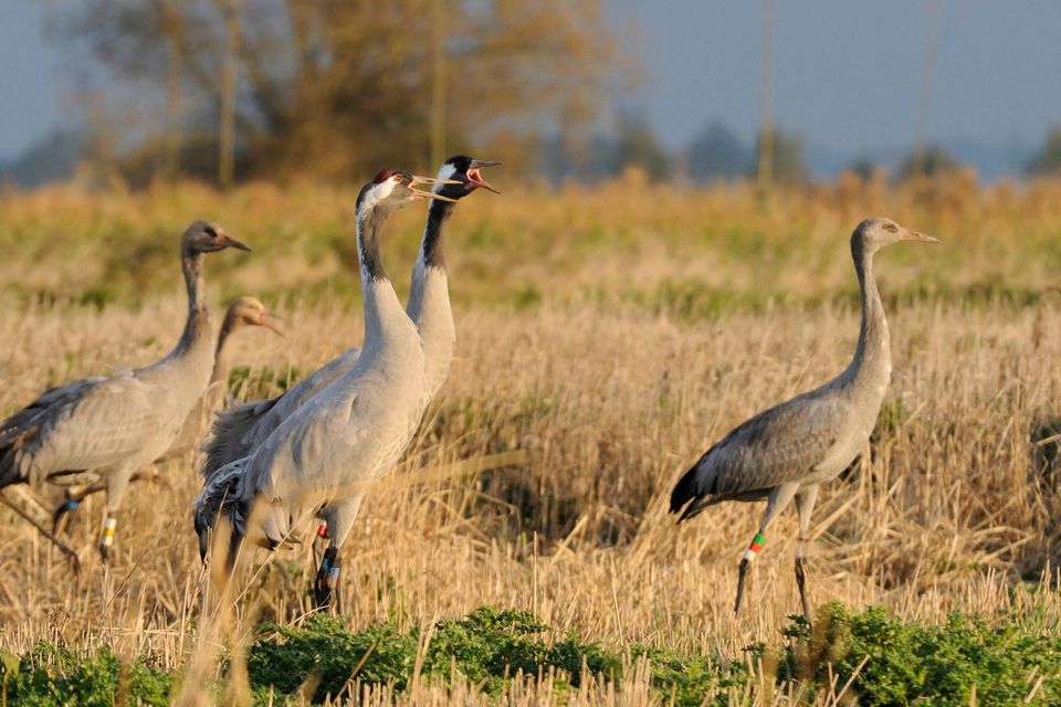 UK’s common crane has best year since 17th century with record 72 pairs ...